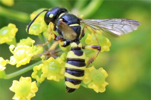Cerceris arenaria